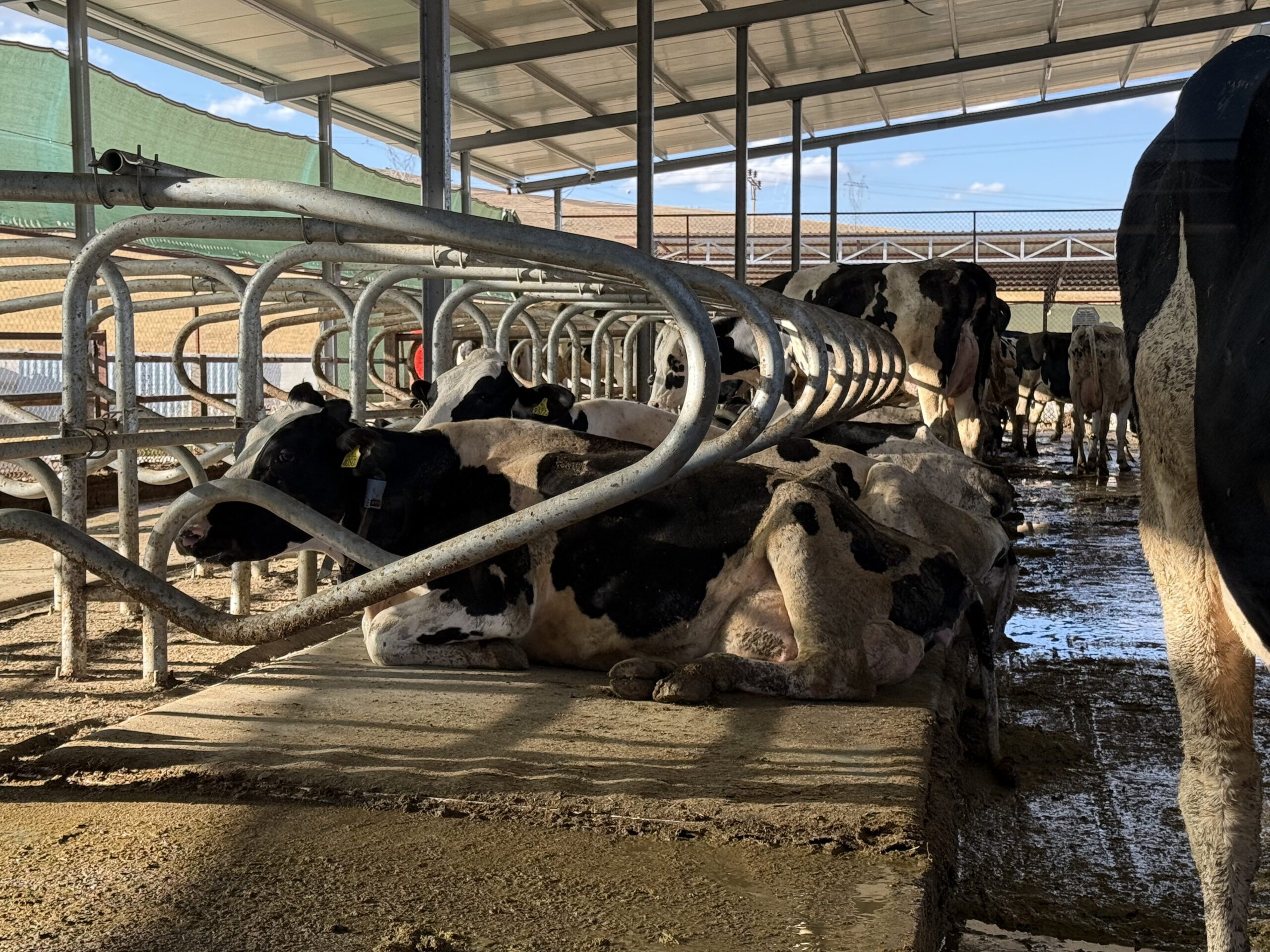 hayvancılık projeleri