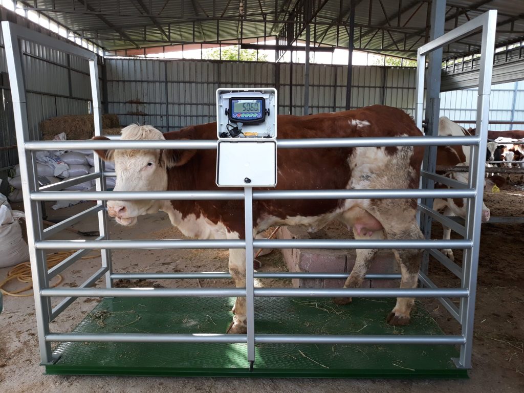 Hayvan Kantarı ve Travay: Hassas Takip, Doğru Teşhis