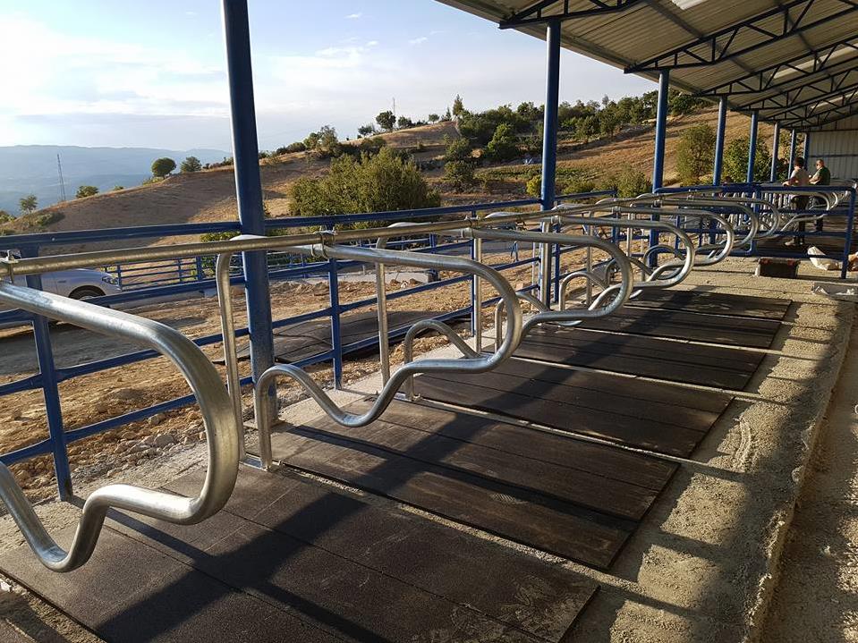 Modern Süt İşletmelerinde Konfor Standartları: İnek Yataklarının Verimliliğe Katkısı