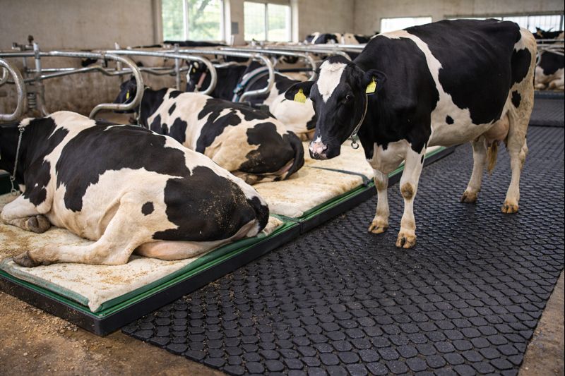 Topallık ve Yaralanmaları Azaltmanın Anahtarı: İnek Yatakları ve Kauçuk Zemin Uygulamaları ile Ahırda Güvenli Alanlar Oluşturma