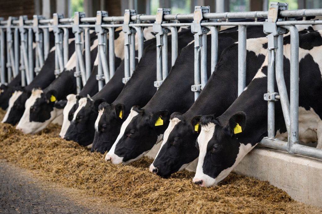 Yemlik Kilitleri: Sessiz ve Huzurlu Bir Beslenme Alanı Oluşturmanın Anahtarı