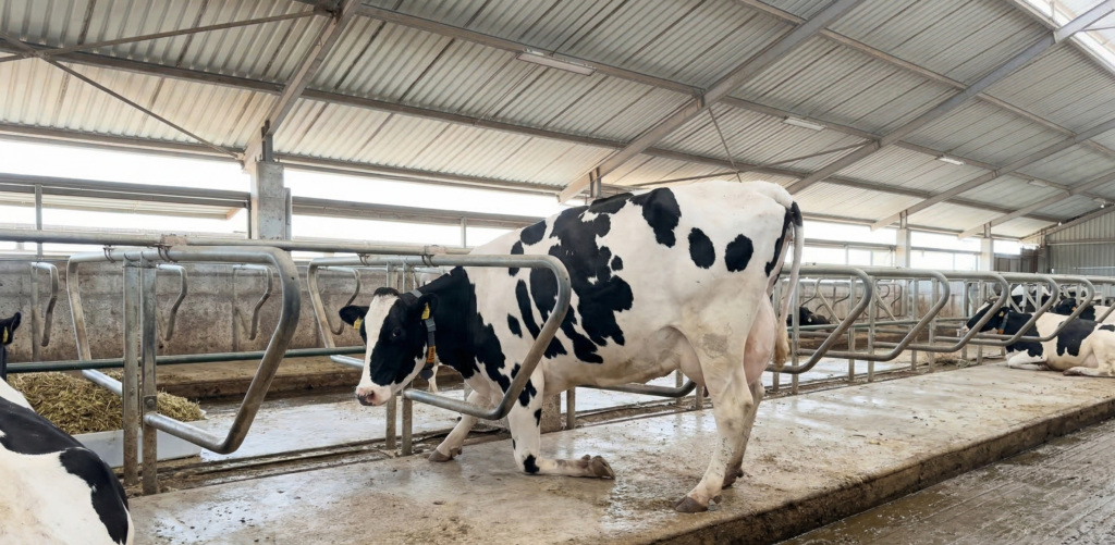 Topallık ve Yaralanmaları Azaltmanın Anahtarı: İnek Yatakları ve Kauçuk Zemin Uygulamaları ile Ahırda Güvenli Alanlar Oluşturma